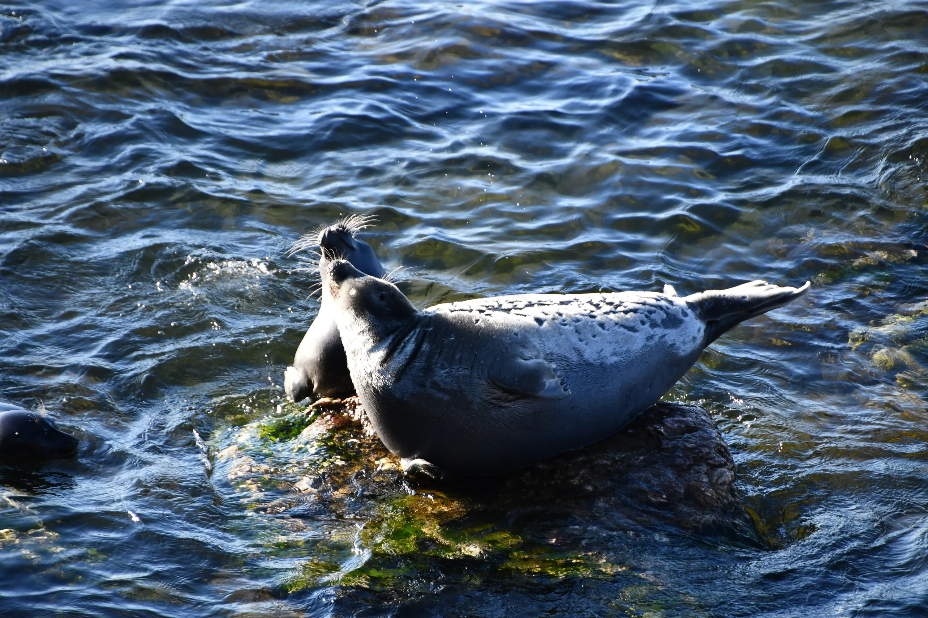 Фото: ИПЭЭ РАН